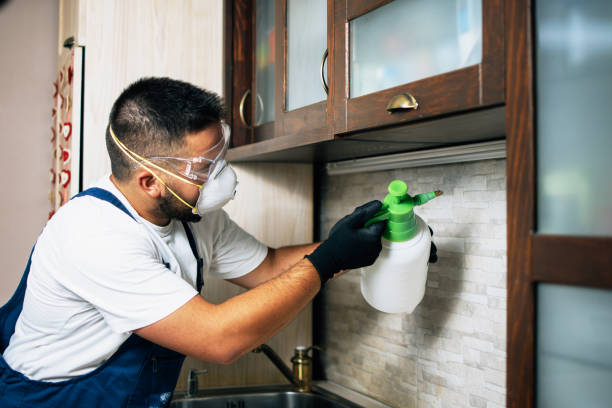 Best Local Pest Control Services  in Buckhall, VA