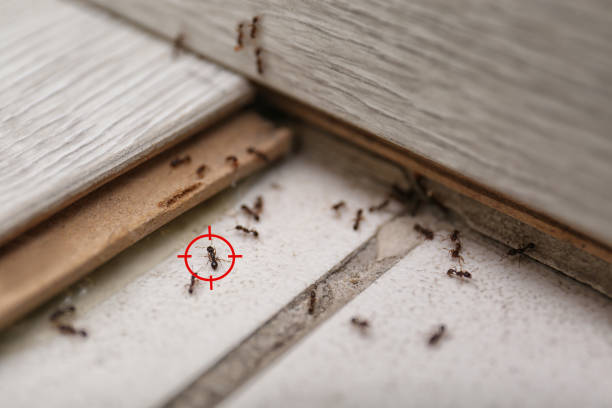 Buckhall, VA Pest Control Company