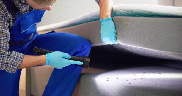 Best Mosquito Control Services  in Buckhall, VA