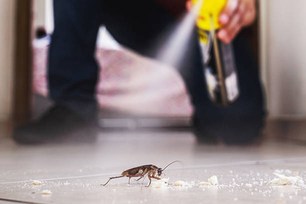 Best Affordable Pest Control Services  in Buckhall, VA